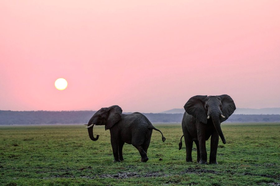 Elephants in Tarangire National Park