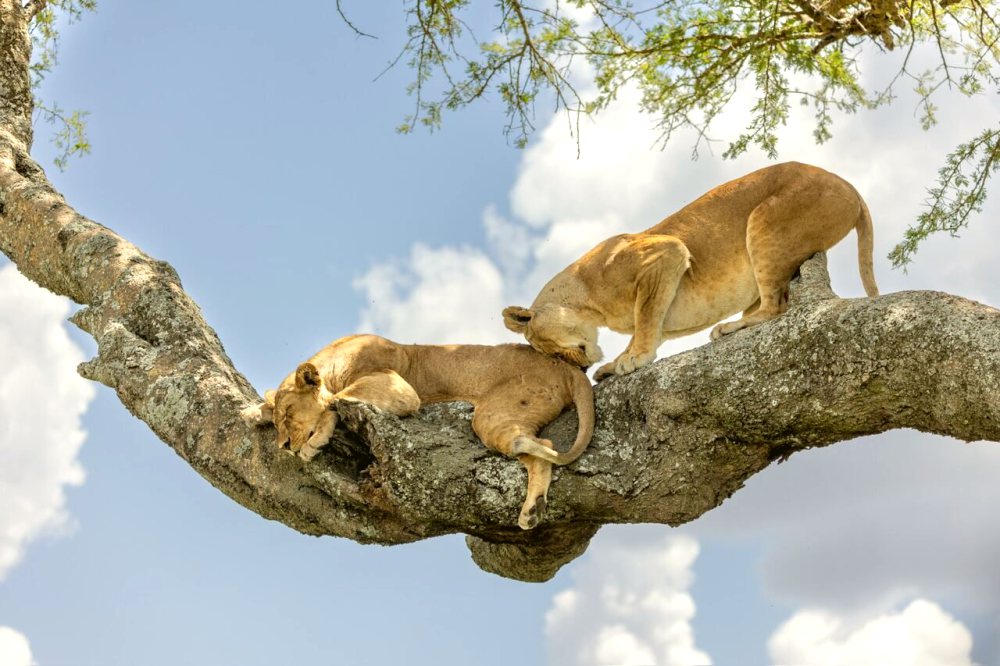 Wildlife safari vehicle on the plains of Ngorongoro and Tarangire