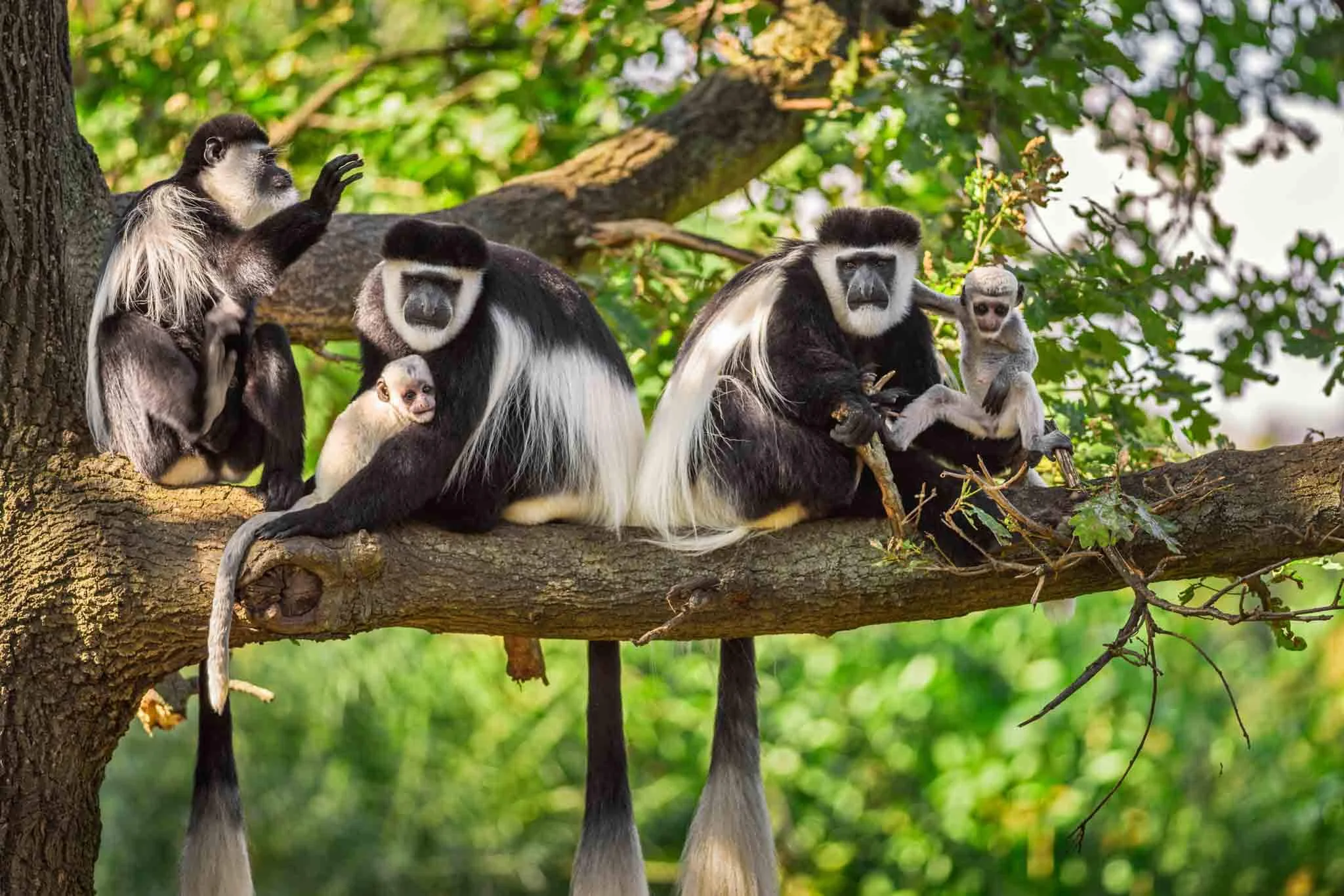 3 Days Arusha, Manyara & Tarangire Safari