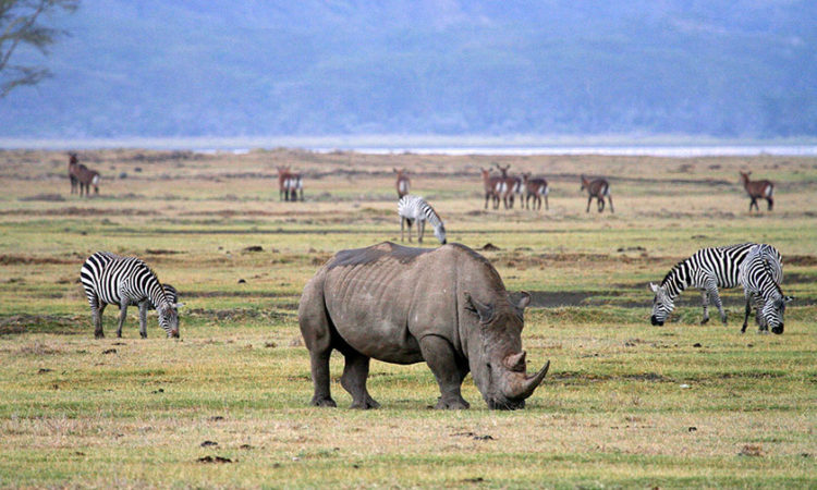 2 Days Tarangire & Ngorongoro Safari