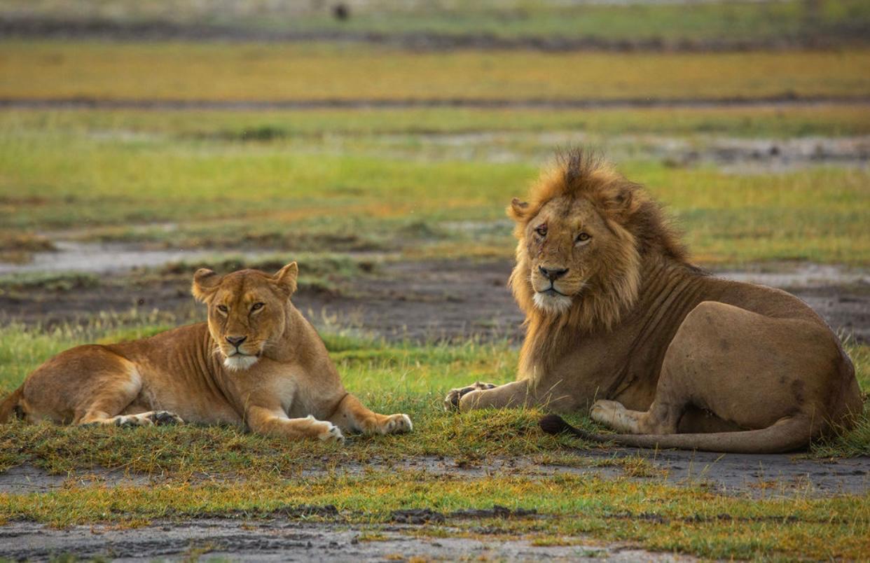 4 Days Tarangire, Serengeti & Ngorongoro Safari